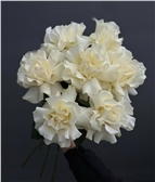 Французские белые розы 7 шт.