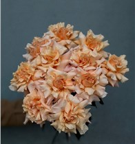 Французские персиковые розы 11 шт.