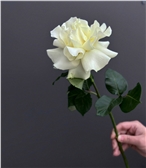 Французская белая роза 1 шт.