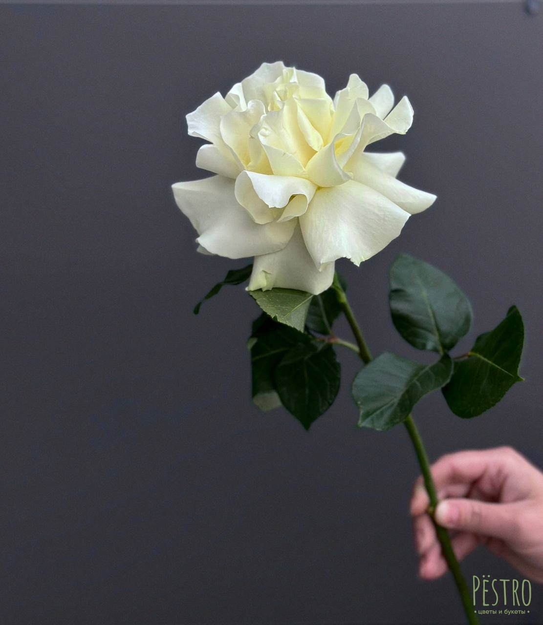 Французская белая роза 1 шт.