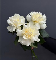 Французские белые розы 3 шт.