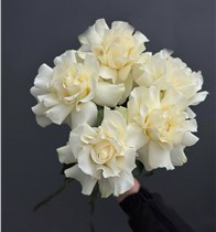 Французские белые розы 5 шт.
