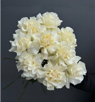 Французские белые розы 9 шт.
