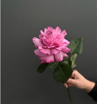 Французская розовая роза 1 шт.