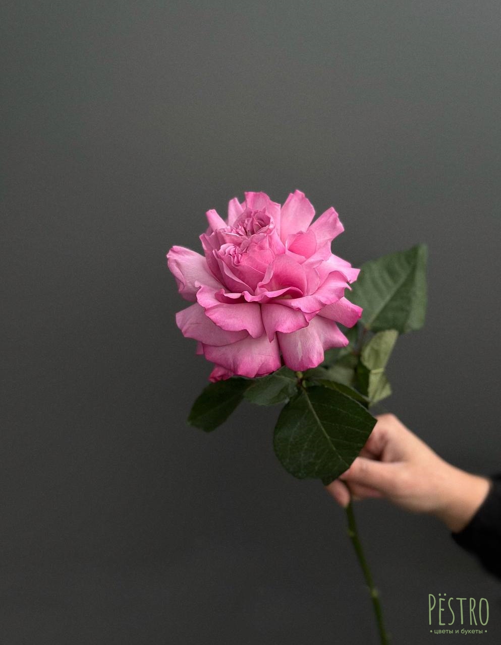 Французская розовая роза 1 шт.