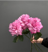 Французские розовые розы 3 шт.