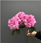 Французские розовые розы 3 шт.
