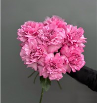 Французские розовые розы 7 шт.