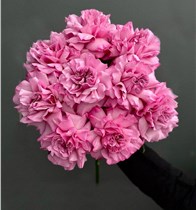 Французские розовые розы 9 шт.