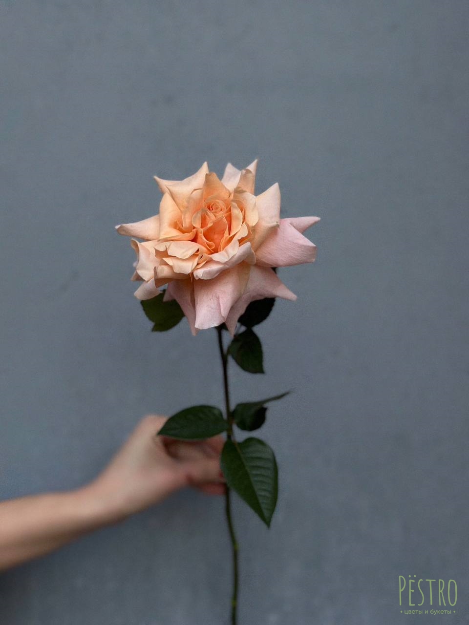 Французская персиковая роза 1 шт.